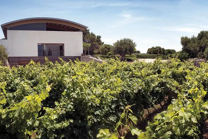 Viñedo y bodega en el sur de Menorca, parada de la ruta del vino en coche